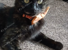 Beautifull Willow, tortie, looking for a loving home.