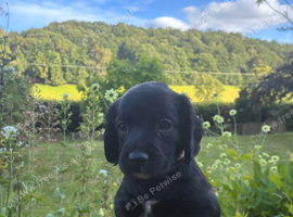 Working sprocker pups