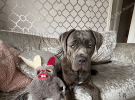 Cane corso make for sale