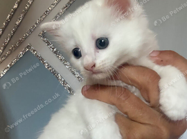 White female kitten READY NOW