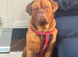Dogue de bordeaux for rehome