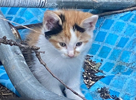 Adorable super fluffy calico kittens ready to be homed