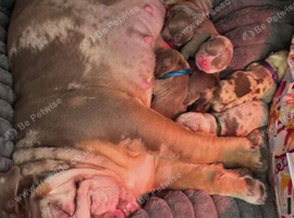 Adorable Bulldog Puppies &ndash; 2 Boys