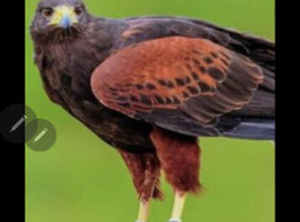 Wanted male or female Harris Hawk preferably Young