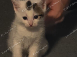 3 male kittens