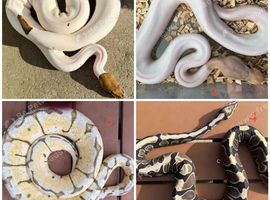 Royal pythons snakes for sale
