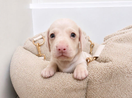 Rare Pink  puppies