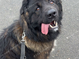 Caucasian shepherd x american akita urgent rehome