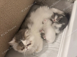 Adorable half persian sisters for sale