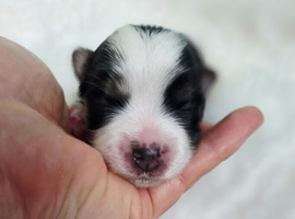Registered Biewer Yorkshire Terrier puppies