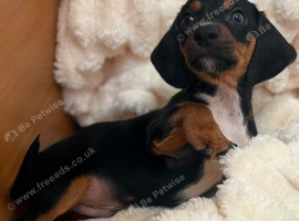 Jackshund Puppies &ndash; 1Beautiful Girl & 3 Handsome Boys