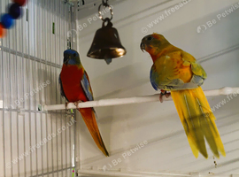 Beautiful pair of Turquoise parrots ready for re homing