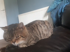 Tiger cat looking for new home.