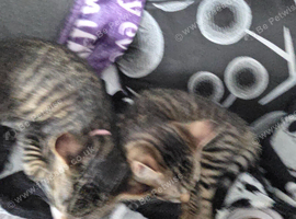 Kittens brother and sister