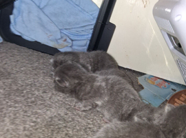 Russian blue babies