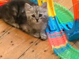 Beautiful long haired persian cross kitten looking for her forever home