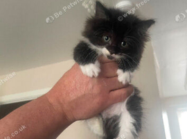 Kitten for rehoming