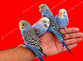 Super silly hand tamed baby budgies