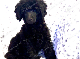 Toy poodle puppy available