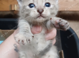 5 beautiful kittens absolutely beautiful markings