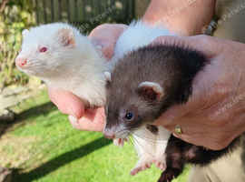 GENUINE MICRO FERRETS