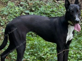 24tts collie bull grey bitch