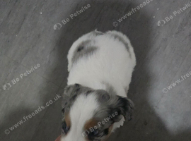 Beautiful border collie male pups
