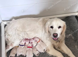 cream golden retrievers puppies