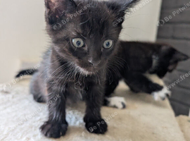 3 Kittens For Sale