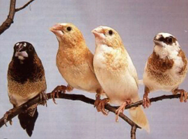 2 male bengalese / society finch