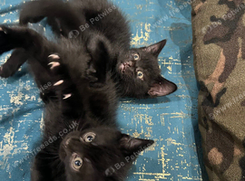 3 beautiful black kittens looking for their forever homes
