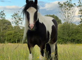 RONNIE - TRI COLOURED COB GELDING