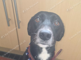 Male dog aged 5 needs new home