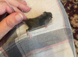 Baby Mice