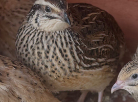 Laying hens & male Japanese Coturnix Quail