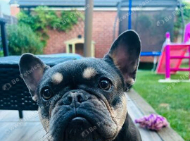 1 year old French bulldog