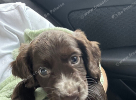Male cocker spaniel - ready to go