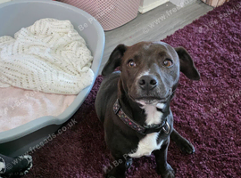 Staffy x patterdale pup