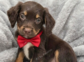 cocker spaniel puppies chocolate&tan