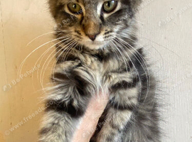 Half Maine Coon Tabby large Male Kitten