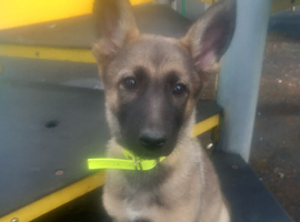 Female for sale