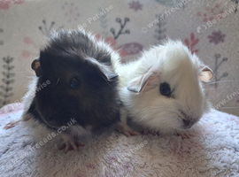Beautiful Baby Boars