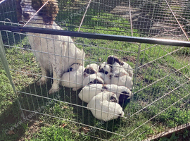 Ess pups