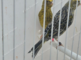 BEAUTIFUL PROVEN PAIR OF LIZARD CANARIES