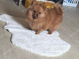 Female 6 months old