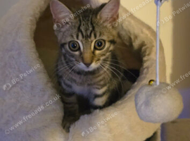 Little 17 week old Tabby girl