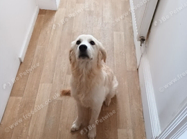 Golden retriever female