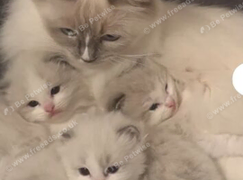 Pedigree Bi coloured Ragdoll Kittens
