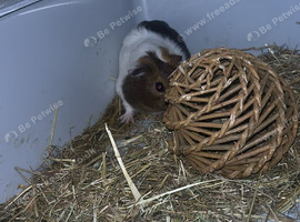 Two female guinea pigs