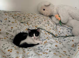 Female kitten